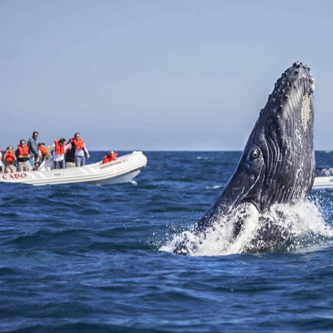 Whale watching in Cabo